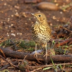 Song Thrush - Alcester - 2012