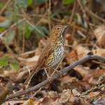 Song Thrush - Alcester - 2011