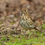 Song Thrush - Titchwell NR - 2012
