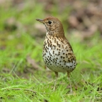 Song Thrush - Titchwell NR - 2012
