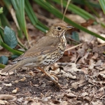 Song Thrush - Titchwell NR - 2016