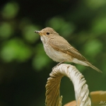 Spotted Flycatcher - Hereford - 2011