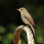 Spotted Flycatcher - Hereford - 2011