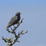 Starling - Cley NR - 2012