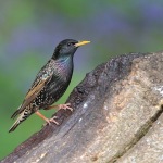 Starling - Alcester - 2010