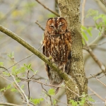 Tawney Owl - Gilfach Farm NR - 2013