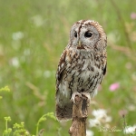 Tawny Owl - Glos - 2012