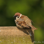 Tree Sparrow - Bempton - 2012