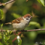 Tree Sparrow - Bempton - 2012