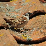 Tree Sparrow - Bempton - 2014