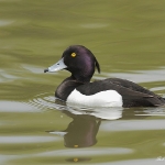 Tufted Duck - Cley NR - 2013
