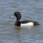 Tufted Duck - Cley NR - 2012