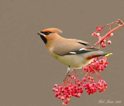 Waxwing - Droitwich - 2012