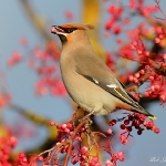 Waxwing - Droitwich - 2012