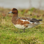 Wigeon - Cley NR - 2012