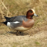 Wigeon - Cley NR -2015