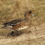Wigeon - Cley NR - 2015