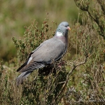 Wood Pigeon - Titchwell NR - 2012