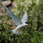 Arctic Tern - Farne - 2015