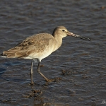 Black Tailed Godwit - Titchwell NR - 2014