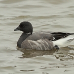 Brent Goose - Titchwell NR - 2011