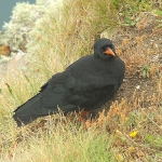 Chough - South Stack - 2011