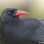 Chough - South Stack - 2021