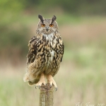 Eagle Owl - 2012