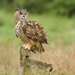 Eagle Owl - 2012