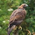 Golden Eagle - 2012
