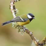 Great Tit - Forest of Dean - 2011