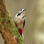Great Spotted Woodpecker - Malvern - 2012