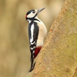 Great Spotted Woodpecker - Wark\'s - 2012
