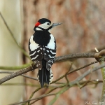 Great Spotted Woodpecker - Alcester - 2012
