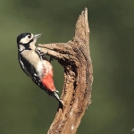Great Spotted Woodpecker - Bucks - 2015