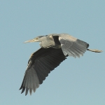 Grey Heron - Swindon - 2011