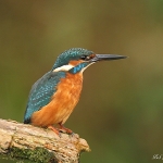 Kingfisher - Norfolk - 2012