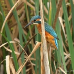 Kingfisher - Upton Warren NR - 2012