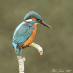 Kingfisher - 2012