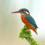 Kingfisher - Droitwich - 2016