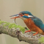 Kingfisher - Droitwich - 2016