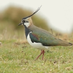 Lapwing - Cley NR - 2011