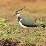Lapwing - Cley NR - 2014