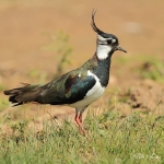 Lapwing - Cley NR - 2012