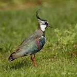 Lapwing - Cley NR - 2012
