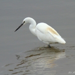 Little Egret - Titchwell NR  - 2012