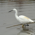 Little Egret -Titchwell NR - 2012