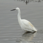 Little Egret - Titchwell NR - 2012