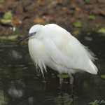 Little Egret - Norfolk - 2012