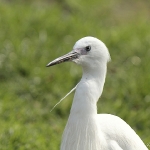 Little Egret - Norfolk - 2011